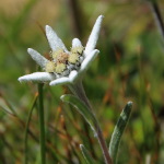 Avatar de l’utilisateur